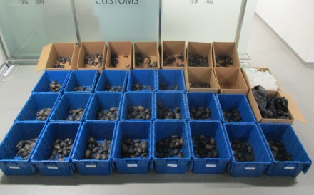 Hong Kong customs officers have seized 986 smuggled live turtles. Photo: Handout