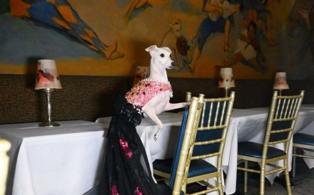 Furry influencers like Kala the Italian Greyhound are growing in popularity. Photo: @tikatheiggy/Instagram