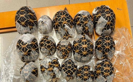 Indian star tortoises confiscated from a woman attempting to travel with them at Suvarnabhumi International Airport in Bangkok on Wednesday. Photo: Thailand’s Department of National Parks, Wildlife and Plant Conservation / AFP