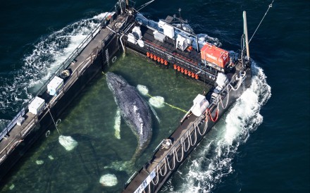 The stranded humpback whale lies in a flooded cargo ship close the Danish border on Wednesday. Photo: dpa