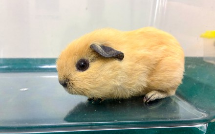 One of the guinea pigs seized by Hong Kong customs. Photo: Handout