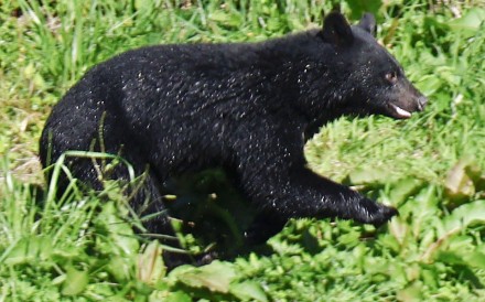 A bear is spotted on a riverbank in Morioka, Iwate prefecture, in October 2025. Photo: Kyodo