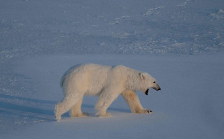 A polar bear bear walks on the sea ice near glaciers on the Svalbard archipelago in April 2025. Photo: AFP
