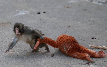 Japanese macaque Punch drags a stuffed orangutan at Ichikawa City Zoo in Chiba prefecture. Photo: Reuters