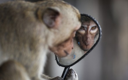 A long-tailed macaque looks into a motorbike’s mirror near Phra Prang Sam Yot temple, Lopburi, Thailand. Photo: Reuters