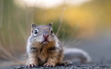 Squirrels pack their burrows with nuts, seeds, leaves, bones, fur and anything else they can find. Photo illustration: dpa