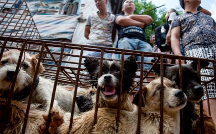 Vendors wait for customers to buy dogs in cages at a market in Yulin, in southern China’s Guangxi province on June 21, 2015.  The city holds an annual festival devoted to the animal’s meat on the summer solstice which has provoked an increasing backlash from animal protection activists.      Photo: AFP/STR