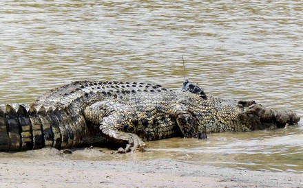A crocodile fitted with a satellite tag enters the Kinabatangan River in Malaysia’s Sabah state. Photo: Danau Girang Field Centre/AFP