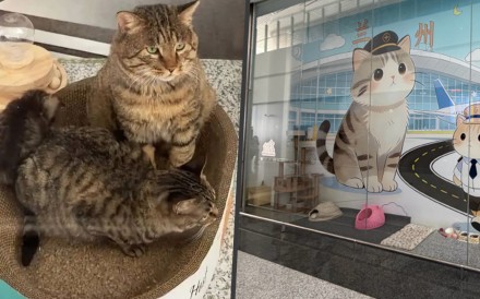 Lanzhou Airport warmed hearts across social media by building a cozy, custom home for three stray cats. Photo: SCMP composite/Weibo