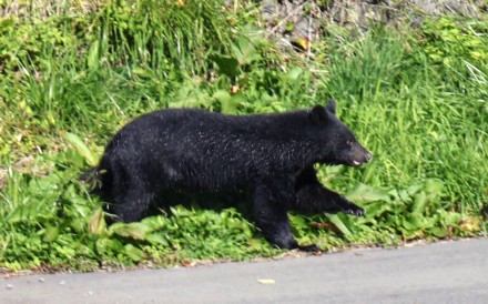 A bear seen on a riverbank in the city centre of Morioka in Iwate prefecture, northeastern Japan, last October. Photo: Kyodo 