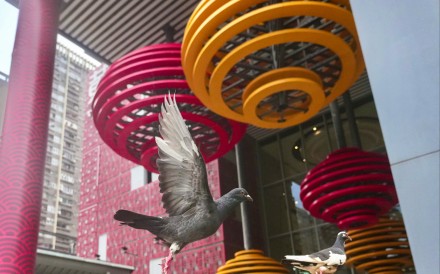 A pigeon flies around Temple Mall South in Wong Tai Sin. Photo: Karma Lo