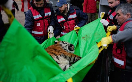 Members of the Four Paws animal welfare organisation carry a tiger in Lujan, Argentina, on Friday to a crate for its transfer from a shuttered zoo to a sanctuary in South Africa. Photo: AP