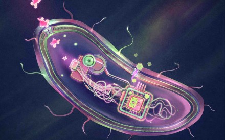 To create a “smart” probiotic that manages diabetes, Chinese scientists implanted a protein that acts like a glucose detector and the gene that encodes GLP-1 into bacteria. Photo: handout