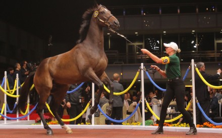 The son of Hinchinbrook gets excited as he is sold for HK$6.2 million at the Hong Kong International Sale on Friday night. Photos: Kenneth Chan