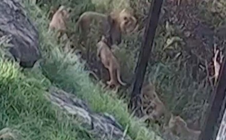 On December 1, 2022, an Australian zoo released CCTV footage of a rare incident of five lions escaping from their enclosure. The incident occurred in early November, sparking a lockdown and an...