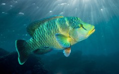 Why Hong Kong’s taste for an endangered reef fish is a problem, and how to eat seafood sustainably