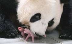 Where to see China’s giant pandas around the world, from the US and Spain to South Korea, Singapore and more