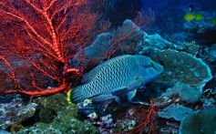 The humphead wrasse, also known as Napoleon wrasse, one of the world’s most endangered coral reef fish. Photo: Alamy