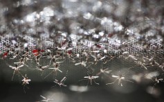 Wolbachia-carrying mosquitoes released near Guangzhou by Zhiyong Xi’s team at the Sun Yat-sen University-Michigan State University Joint Centre of Vector Control for Tropical Diseases. Photo: Alamy