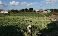 A farmer works on his crops at Kwu Tung North as of 4 July 2013. Photo: SCMP