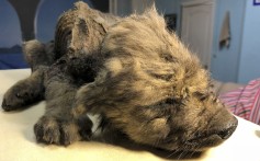 An 18,000-year-old puppy found in permafrost in Russia, on display at the Yakutsk's Mammoth Museum. Photo: AP