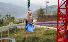 A theme park in southwest China celebrated the opening of its bungee jump by pushing a live pig off a 70-metre platform. Photo: Weibo