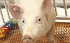 ‘Potential miracle’: pig kidney works in human patient