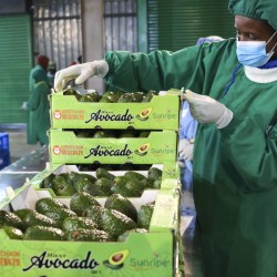 China is hungry for avocados, and South Africa is ready to deliver