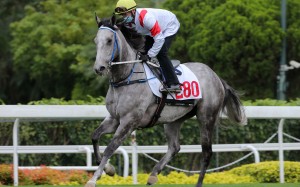 Zac Purton and Classique Legend canter back after a barrier trial last week. Photos: Kenneth Chan