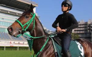 Kiseki on the track at Sha Tin in the lead up to the 2017 Hong Kong Vase. Photos: Kenneth Chan