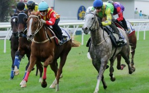 Handsome Veggie (right) runs on in a barrier trial at Happy Valley last month. Photo: Kenneth Chan