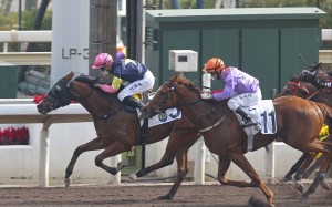 The Paul O’Sullivan-trained Apache Pass salutes under Vincent Ho at Sha Tin on Sunday. Photo: HKJC
