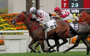 Looking Great under Matthew Chadwick wins over 2,000m at Sha Tin on his last start. Photo: HKJC