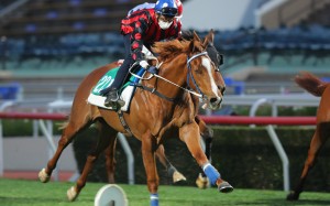 Star European juvenile Atomic Force trials over 1,000m at Sha Tin. Photo: Kenneth Chan