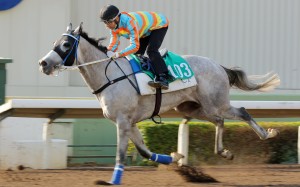 Senor Toba wears blinkers for the first time in the Hong Kong Derby: Photo: Kenneth Chan