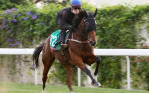 The Irishman gallops under Blake Shinn this week. Photo: Kenneth Chan