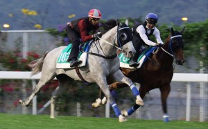 Senor Toba (outside) works alongside Sugar Sugar at Sha Tin last month. Photo: Kenneth Chan