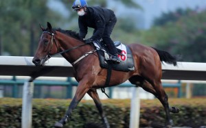 Captain Win gallops on the all-weather track under Zac Purton. Photo: Kenneth Chan