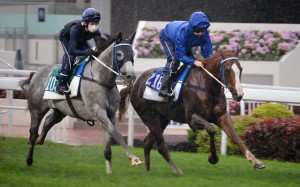 Senor Toba (left) and Sky Field tune up for their Group assignments this weekend. Photo: Kenneth Chan