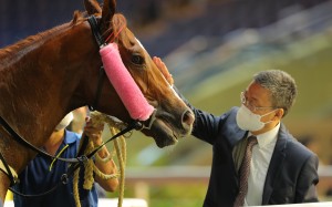 Francis Lui gives a well-deserved pat to Stoltz after his latest win at Happy Valley. Photo: Kenneth Chan
