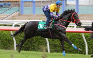 Super Vince trials under Zac Purton at Sha Tin. Photos: Kenneth Chan