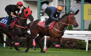 Zac Purton gallops Group One winner Romantic Warrior (right) for the first time during trackwork at Sha Tin on Tuesday. Photos: Kenneth Chan