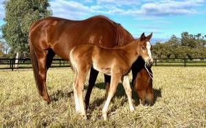 Beauty Joy’s dam, Impressive Jeuney, and her three-week-old foal by California Spangle’s sire, Starspangledbanner. Photo: Darren McAuliffe
