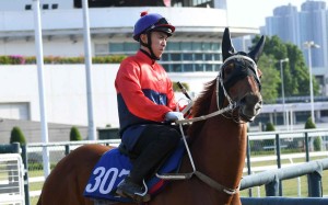 Angus Chung gets to know Viva Popcorn ahead of his Happy Valley race debut aboard the Tony Cruz-trained horse on Wednesday. Photos: Kenneth Chan