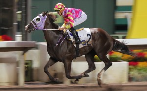 Super Win Dragon posts another wide-margin win on Sha Tin’s all-weather track on October 26. Photo: Kenneth Chan