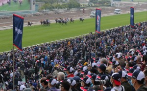 A bustling Sha Tin crowd watches the field thunder down the straight on Sunday. Photos: Kenneth Chan