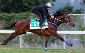 Hugh Bowman gallops Caspar Fownes-trained imported entire Viva Chaleur at Sha Tin on Thursday ahead of today’s Class Three (Restricted) Lung Fu Shan Handicap (1,600m). Photos: Kenneth Chan