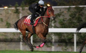 Karis Teetan puts Romantic Warrior through his paces at Sha Tin on Thursday morning. Photos: Kenneth Chan