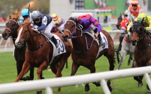 Prince Of Porty (9) debuts as a winner in a Class Four sprint over 1,000m at Sha Tin on January 21. Photo: Kenneth Chan