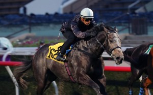 Tony Millard-trained Wings Of War trials under Karis Teetan at Sha Tin last month. Photo: Kenneth Chan